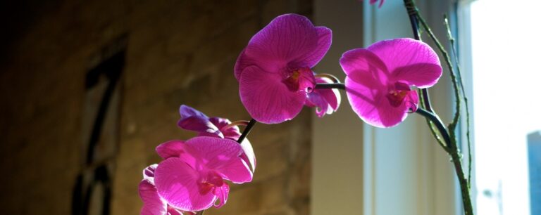 flowers14